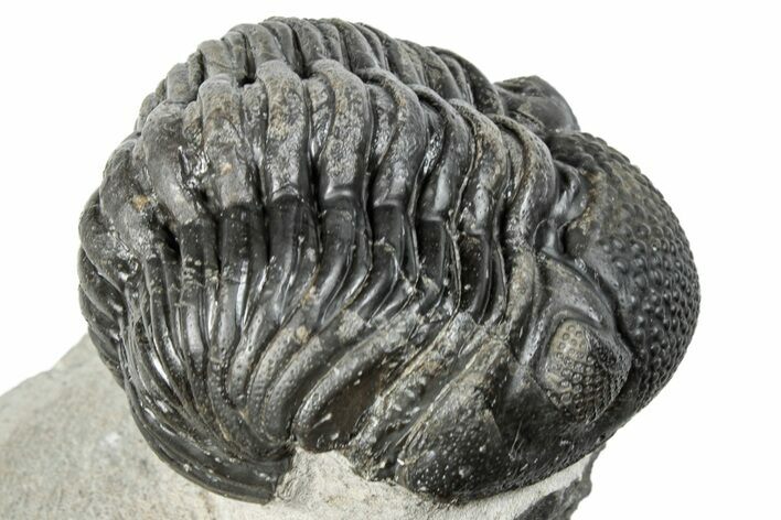 Curled Pedinopariops Trilobite - Mrakib, Morocco #287672